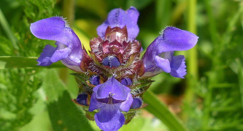 Consuelda Menor Prunella Vulgaris