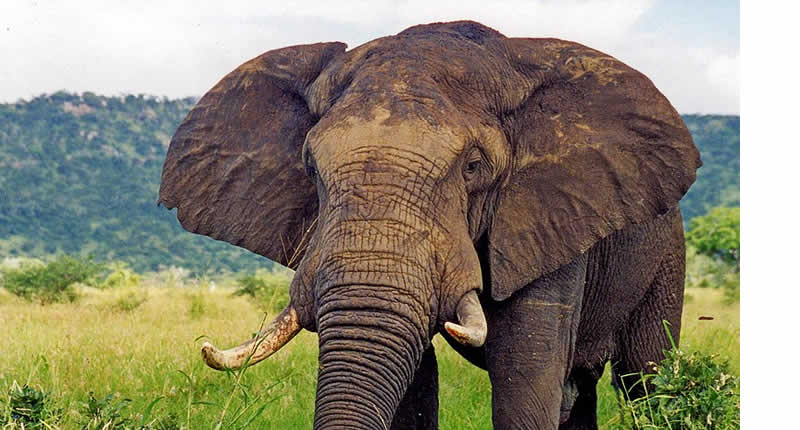 Elefante