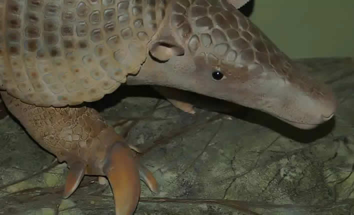 Priodontes maximus, Animal terrestre con la mayor cantidad de dientes