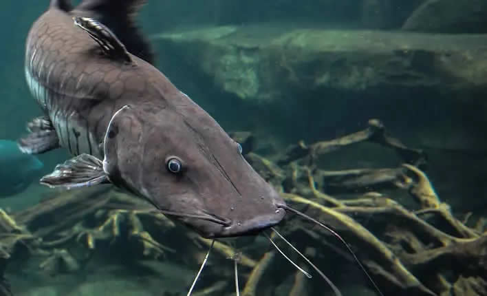 Siluro, animal con la mayoría de los dientes.