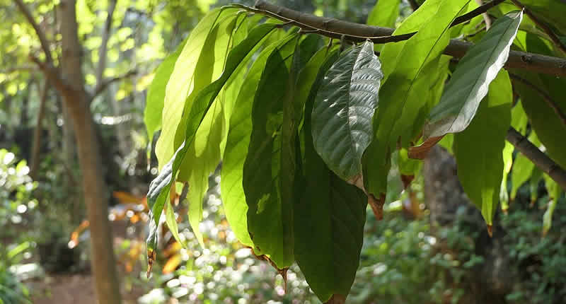 Cacao Peruano: Orgullo y Pasión en el Sabor